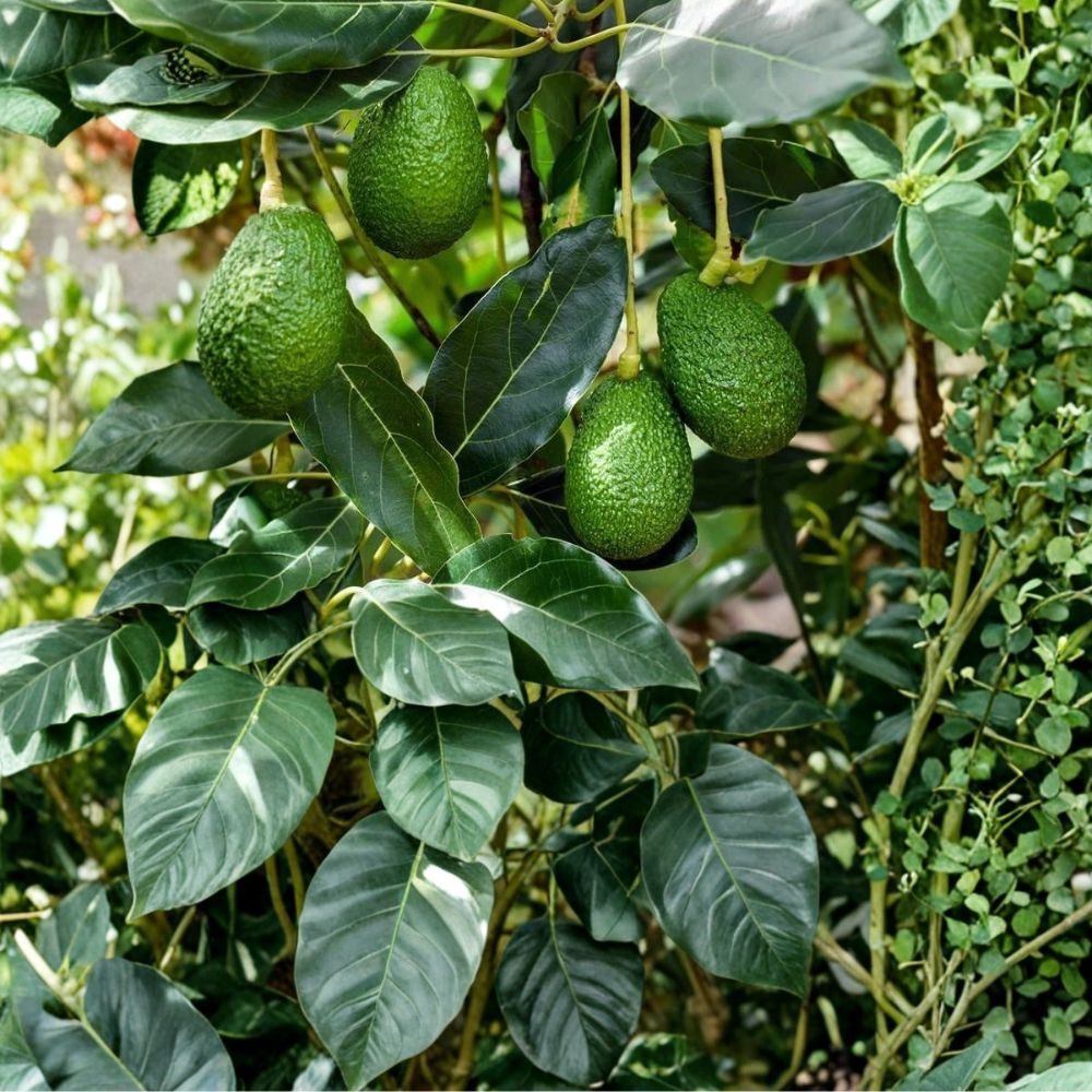 Little Cado Avocado Tree – Persea americana Live Grafted Plant | 18 Inches Tall | Tropical Fruit Tree Starter | Patio & Backyard Friendly | Easy to Grow