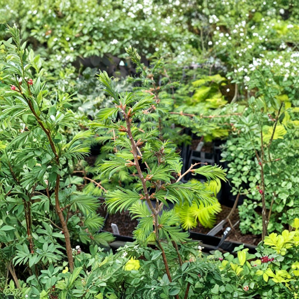Hamlet’s Broom Dawn Redwood – Live Grafted Conifer Tree | 8 Inch Tall Plant | Metasequoia glyptostroboides | Unique Dwarf Landscape Tree
