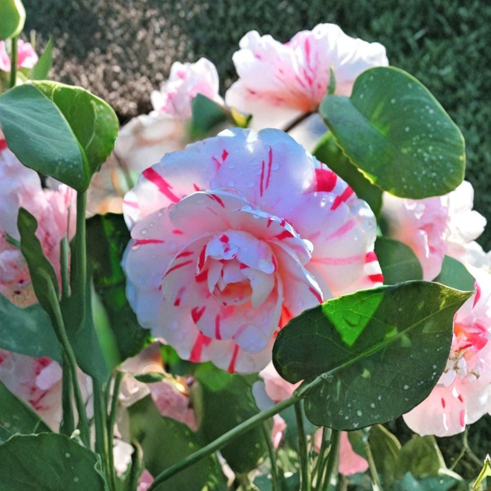 LA Peppermint Camellia Japonica – Live Starter Plant (4L) | 1 Live Plant | Variegated Flowering Evergreen Shrub | Easy to Grow