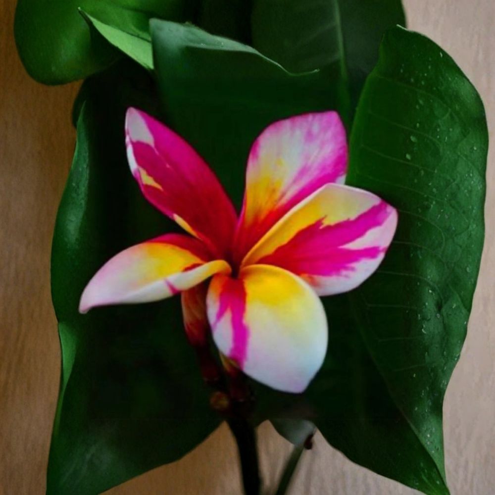 Pakakytong Plumeria Rubra – Live Rooted Seedling | Frangipani Plant | 4–6+ Inches Tall | Tropical Flowering Tree | Ships Without Pot
