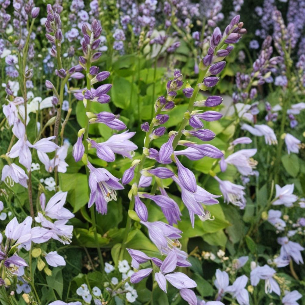 Purple Passion Hosta – Hosta Live Bare Root Plants | Set of 7 | Green Shade Perennial | Ready to Plant