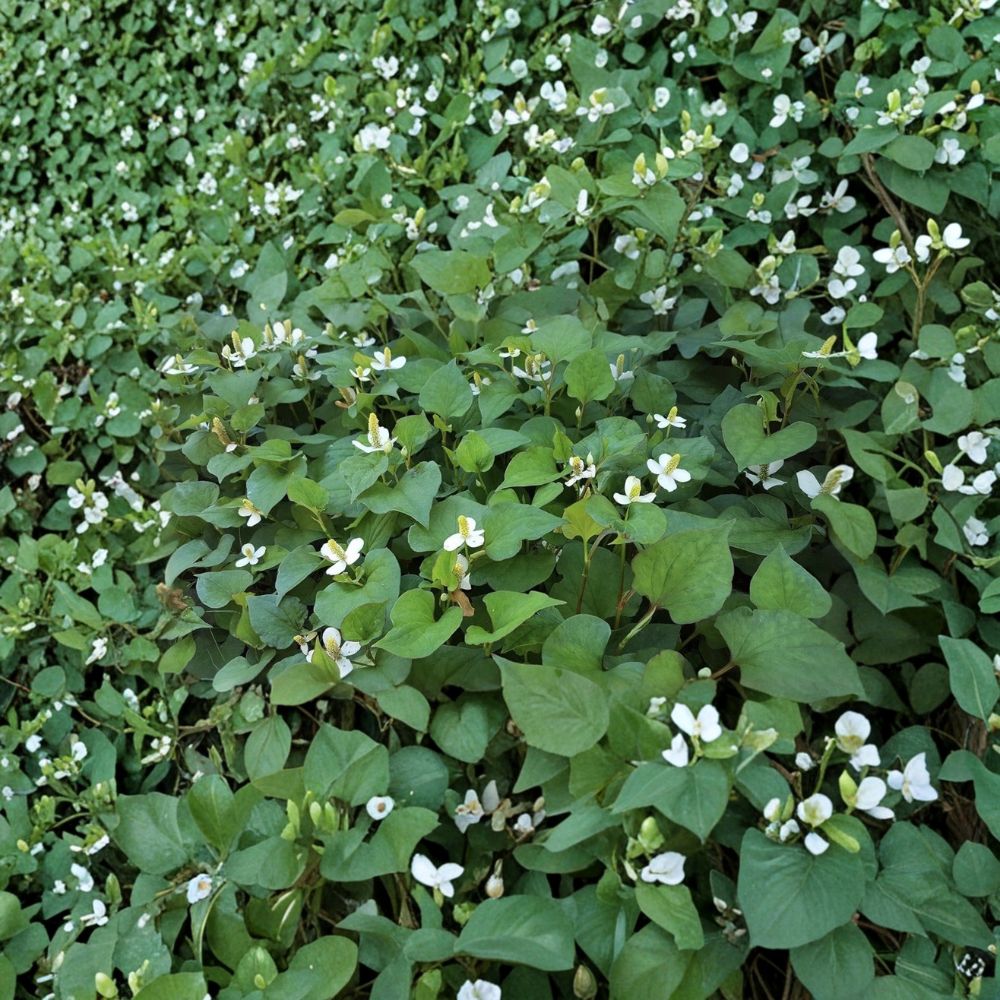Fish Mint – Houttuynia cordata Live Bare Root Plants | 15 Plants | Asian Culinary Herb | Ready to Plant | Easy to Grow