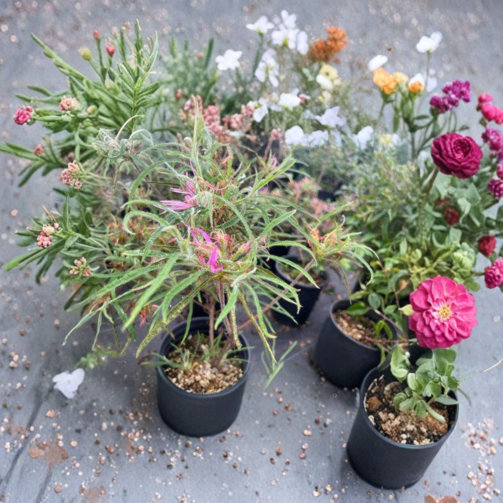Spider Azalea Live Evergreen Shrub | Rhododendron stenopetalum | Rare Pink Spider Bloom Azalea | #2 Container Grown