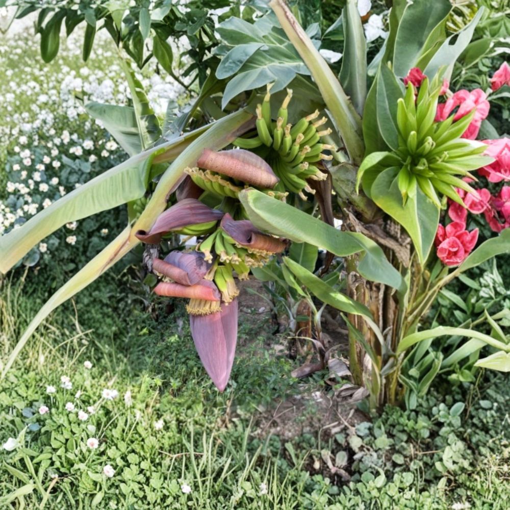 Dwarf Cavendish Banana – Musa acuminata Live Plant | 6–12 Inch Bare Root | Edible Tropical Banana | Fast Growing Fruit Plant