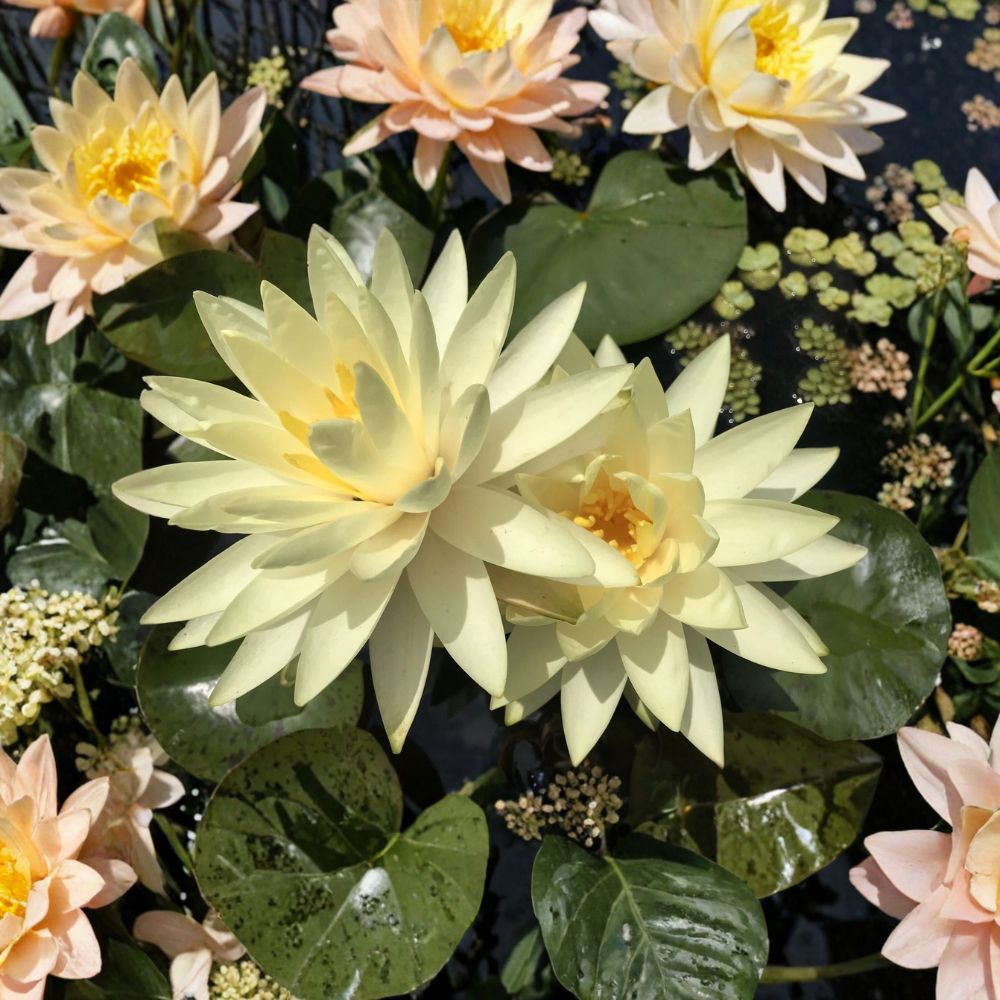 Texas Dawn Water Lily – Nymphaea 'Texas Dawn' Sprouted Tuber/Rhizome | Winter Hardy Aquatic Plant | Yellow Pond Lily | Easy to Grow