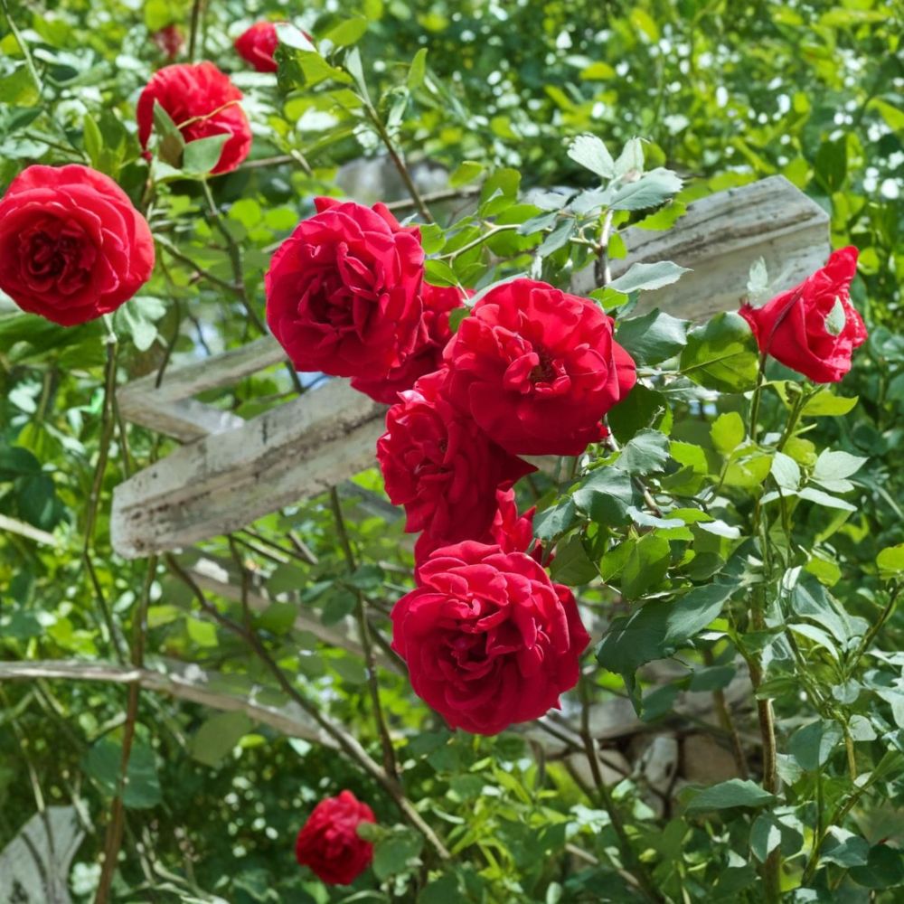 Don Juan Climbing Rose – Rosa Live Plant | Well Rooted | Bare Root | Red Climbing Rose | Outdoor Garden Favorite | Easy to Grow