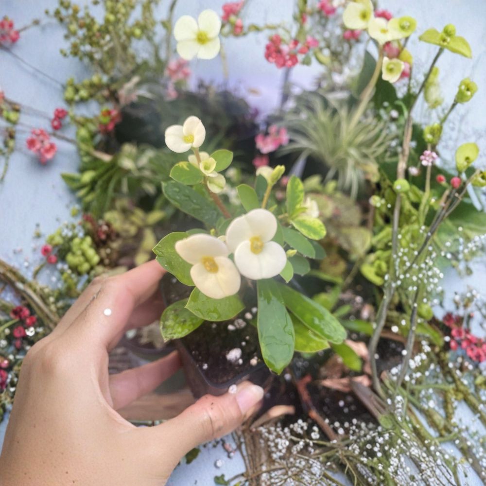 Yellow Crown of Thorns – Euphorbia milii Live Rooted Plant | Yellow Flower Succulent | Easy Care Houseplant | Drought Tolerant