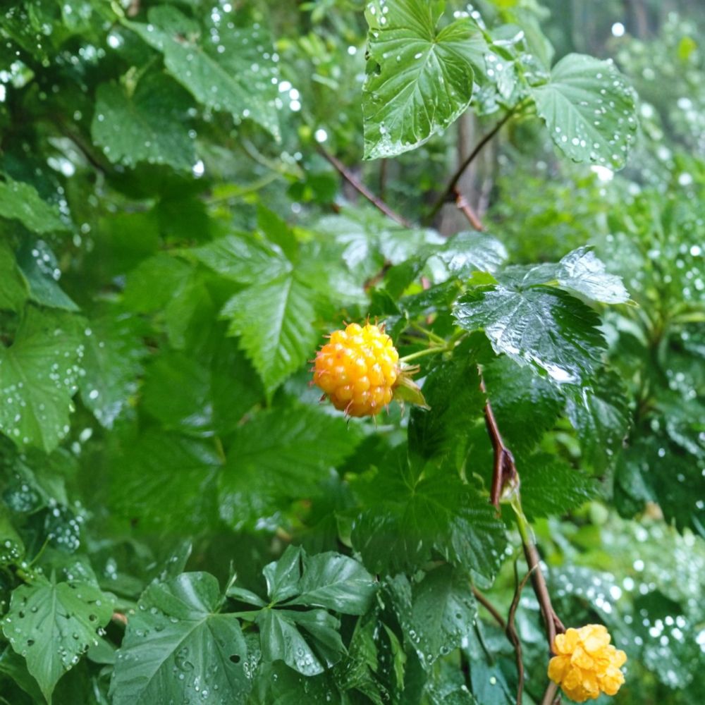Salmonberry – Rubus spectabilis Live Root Cuttings | 5 Rhizomes | Fresh Harvested | Native Edible Berry Plant | Easy to Grow