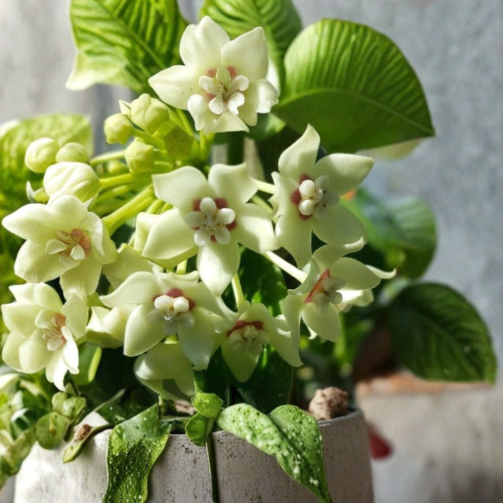 Hoya Australis Vine – Live Wax Plant | 5+ Inches Tall | Bare Root | Vanilla Hoya | Fragrant Climbing Houseplant