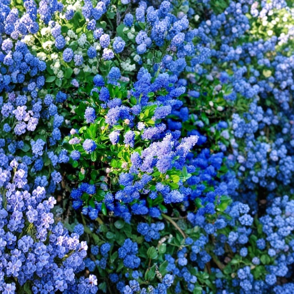 California Lilac Cuttings – Ceanothus Live Plant Cuttings | 3 Unrooted 6 Inch Cuttings | Fragrant Flowering Shrub | Drought Tolerant | Easy to Grow