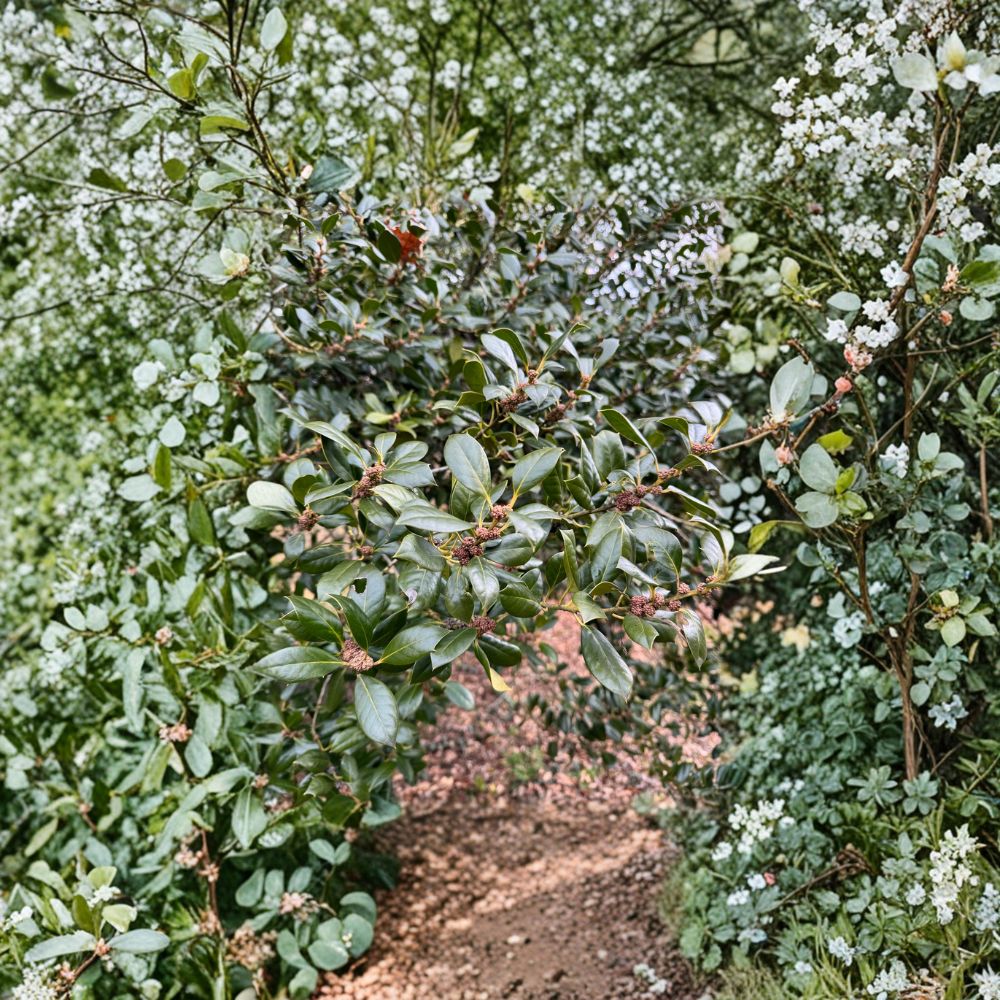 Edward J. Stevens Holly – Live Male Evergreen Holly | Quart Pot Plant | Pollinator For Nellie R. Stevens Holly | Landscape Privacy Shrub