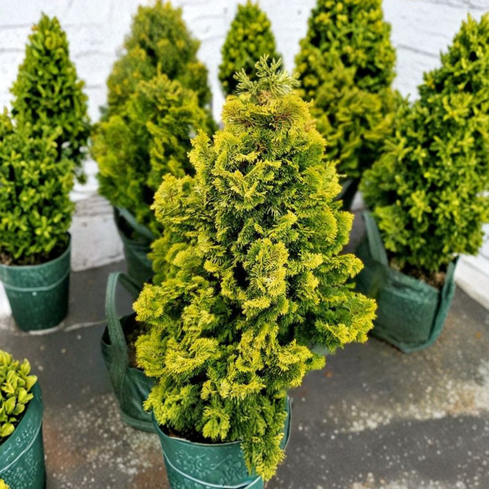 Chamaecyparis obtusa ‘Nana Lutea’ Live Hinoki Cypress | Golden Dwarf Evergreen Conifer | #1 Container Grown