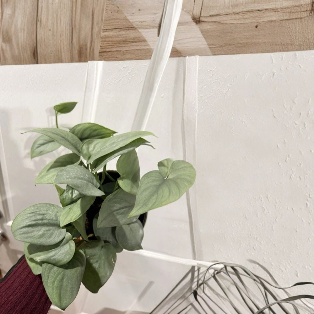Scindapsus Platinum Java Silver Hero – Scindapsus Live Rooted Plant | Includes Nursery Pot | Rare Silver Foliage Houseplant | Indoor Friendly | Easy to Grow