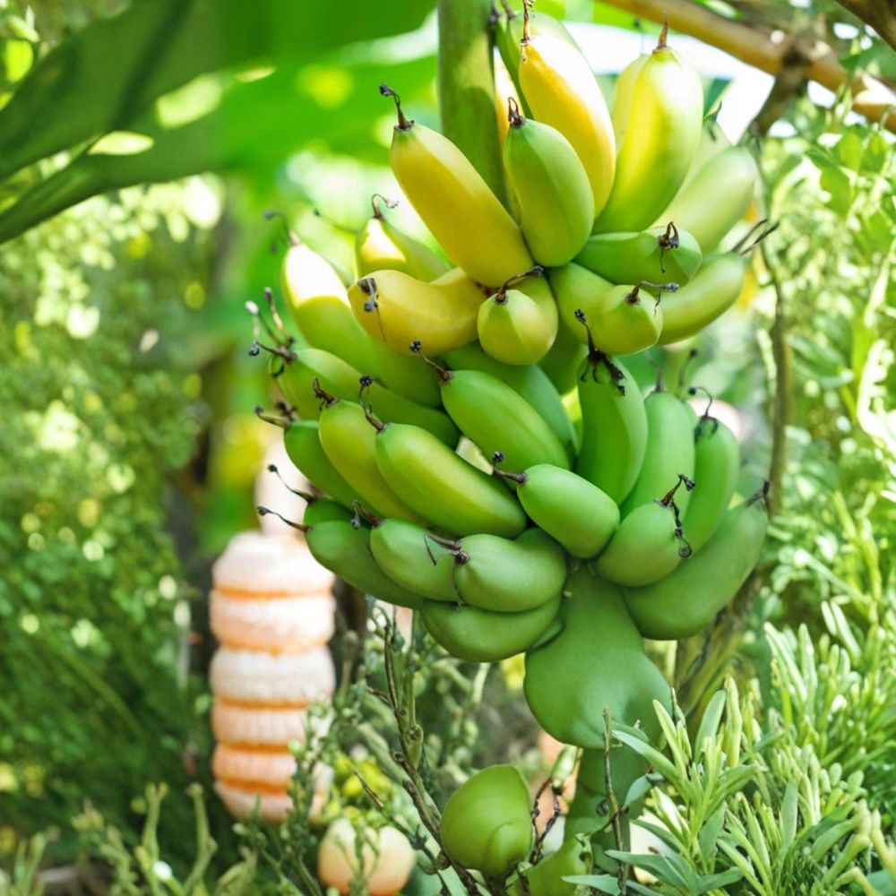 Gran Nain Banana Tree – Musa 'Grand Nain' Live Starter Plug | 3–6 Inches Tall | Bare Root Tropical Fruit Plant | Patio & Backyard Friendly | Easy to Grow