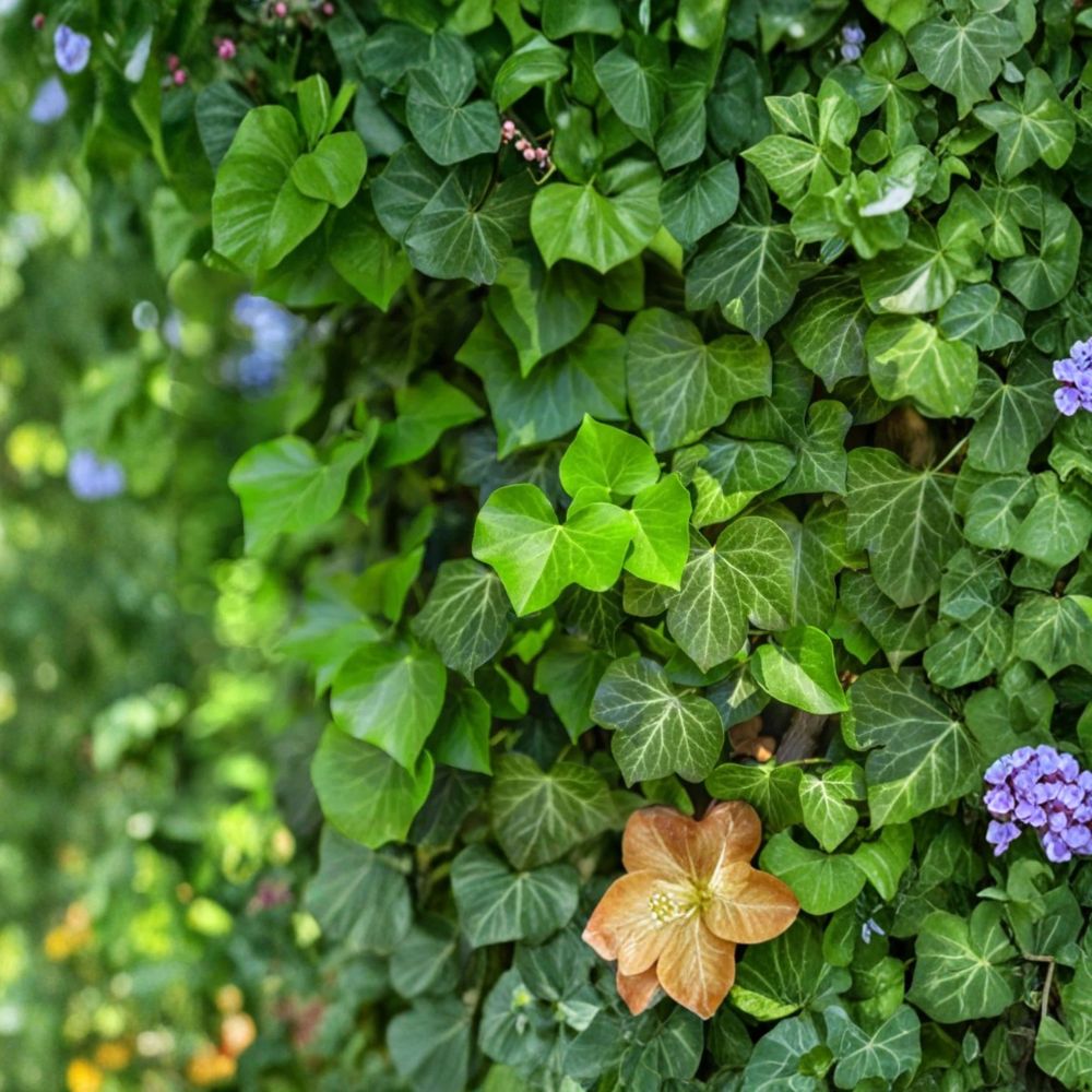English Ivy – Hedera helix Rooted Cuttings | Set of 22 | 9–16 Inches Long | Evergreen Climbing Vine | Ready to Plant