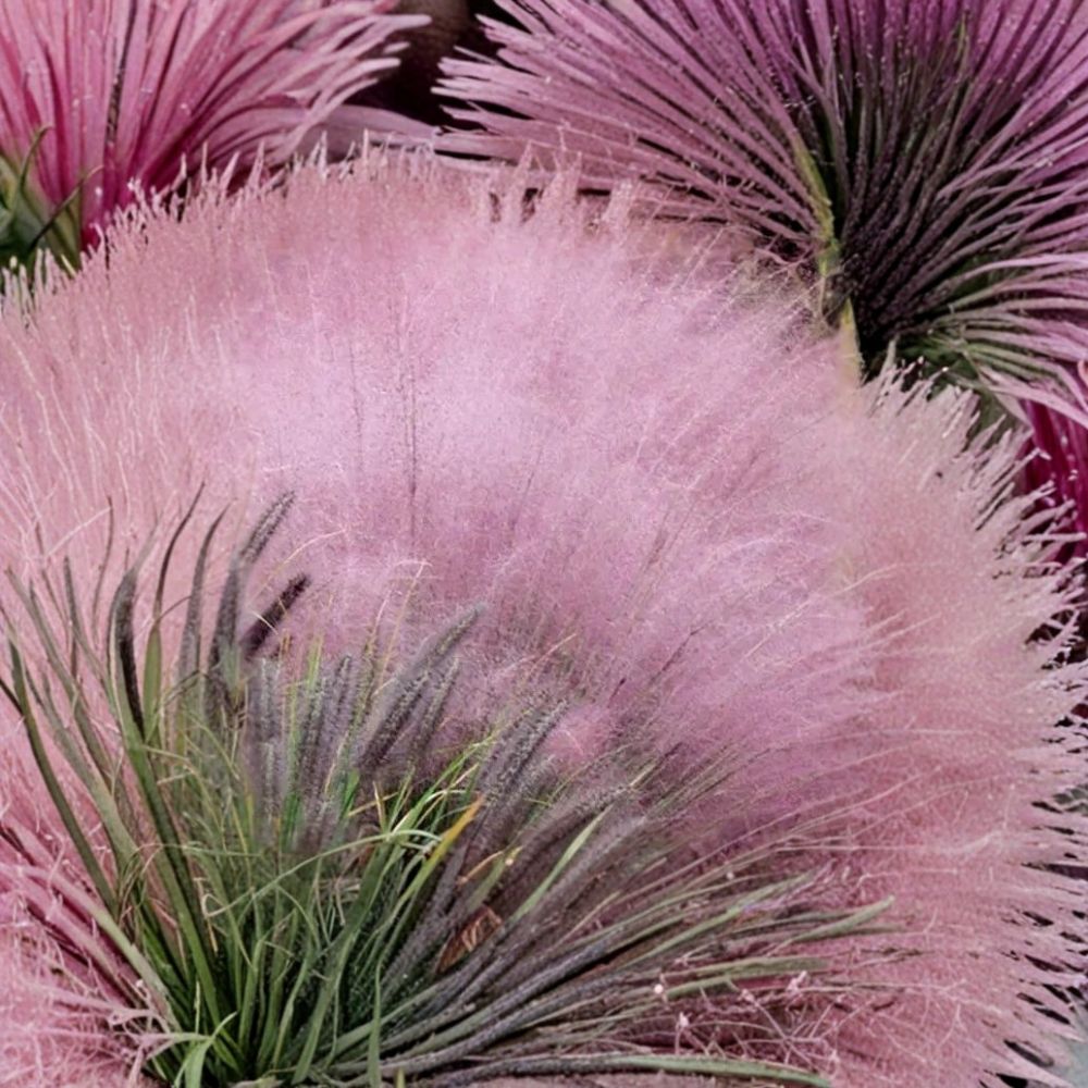 Pink Gulf Muhly Grass – Muhlenbergia capillaris Live Plant | Fully Rooted 1 Gallon | Ornamental Pink Grass | Drought Tolerant Perennial