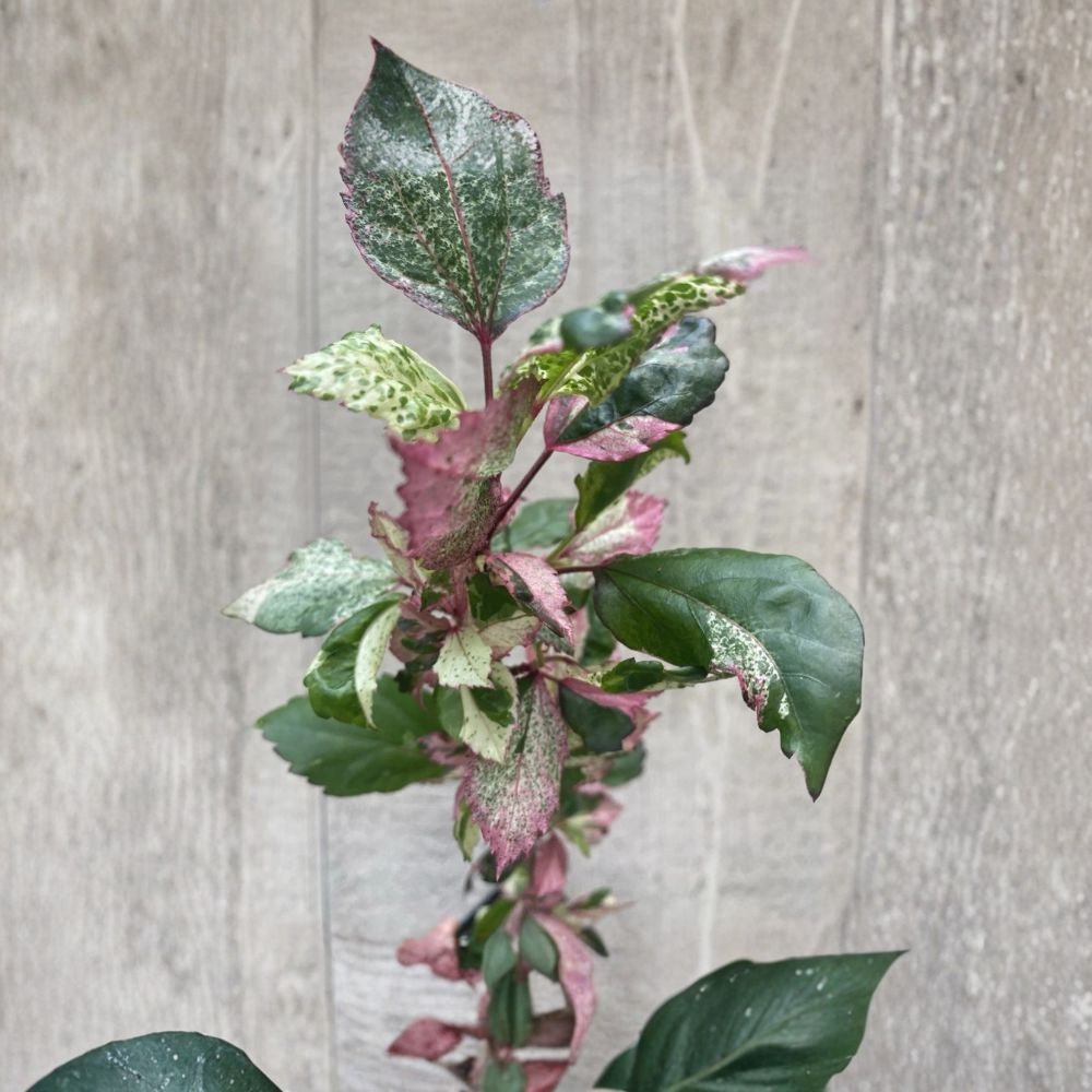 Variegated Hibiscus – Live Flowering Shrub | 4 Inch Nursery Pot | Pink, White & Green Foliage | Tropical Garden Plant | Easy to Grow
