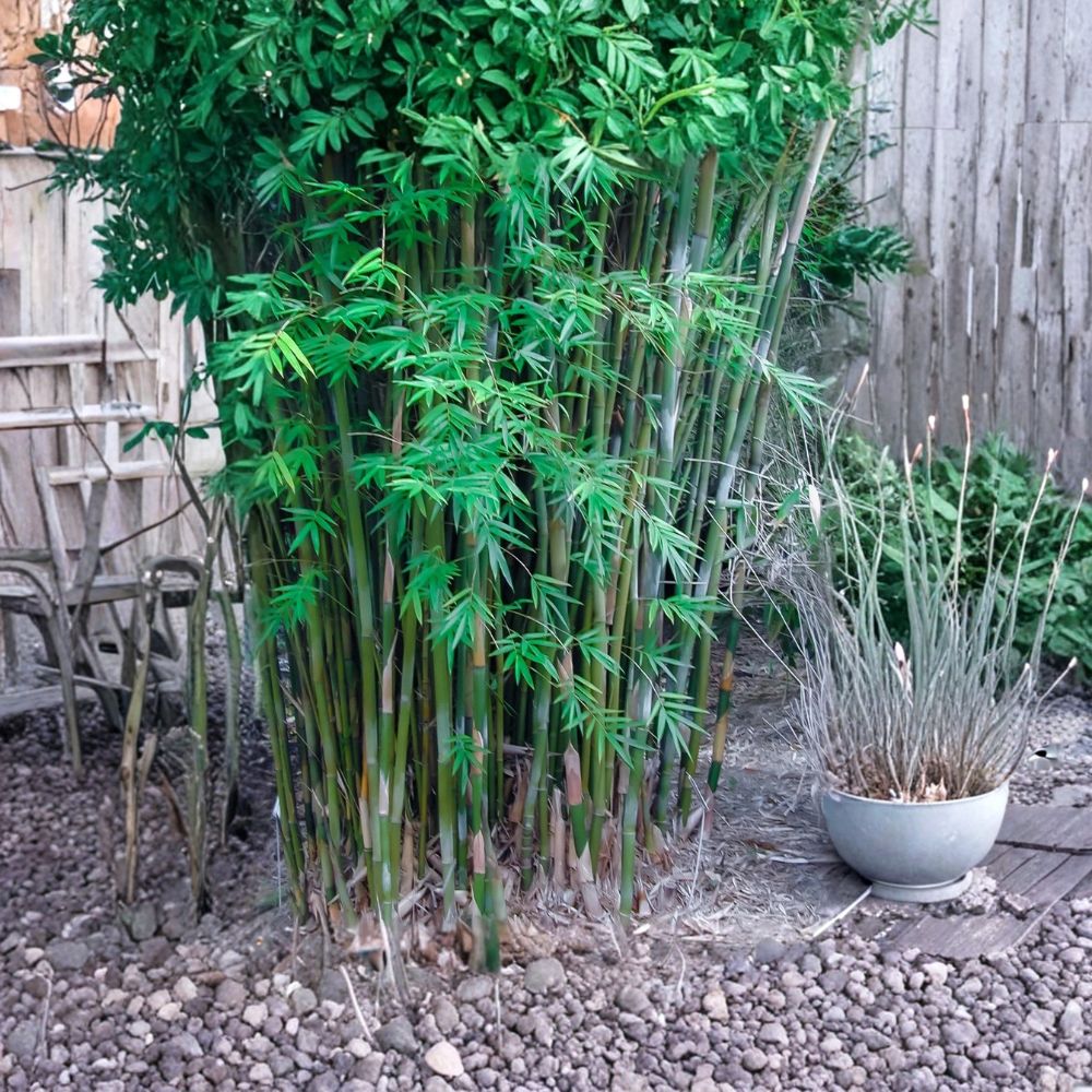 Golden Fishpole Bamboo – Phyllostachys aurea Live Bare Root Rhizome | Running Bamboo | Fast Growing Privacy Screen | Cold Hardy