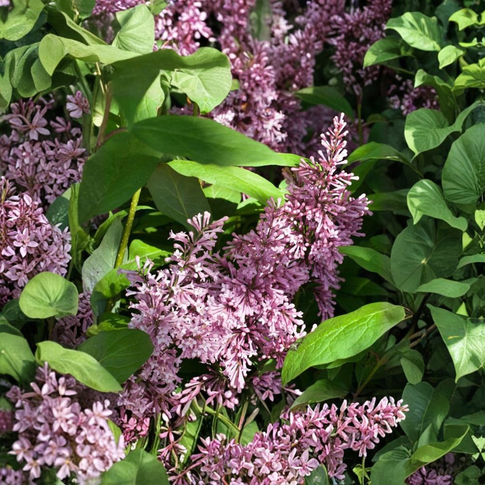 James Macfarlane Lilac – Live Flowering Shrub | 2 Gallon Pot Plant | Purple Preston Lilac With White Margins | Fragrant Spring Blooms