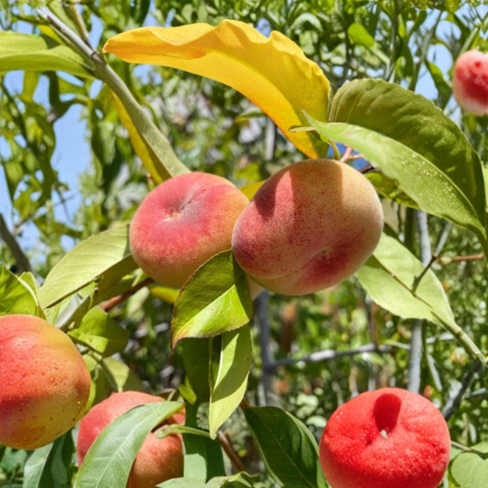 Saturn Peach Tree – Prunus persica 'Saturn' Live Plant | 6–12 Inches Tall | Bare Root | Sweet Donut Peach Starter | Patio & Backyard Friendly | Easy to Grow