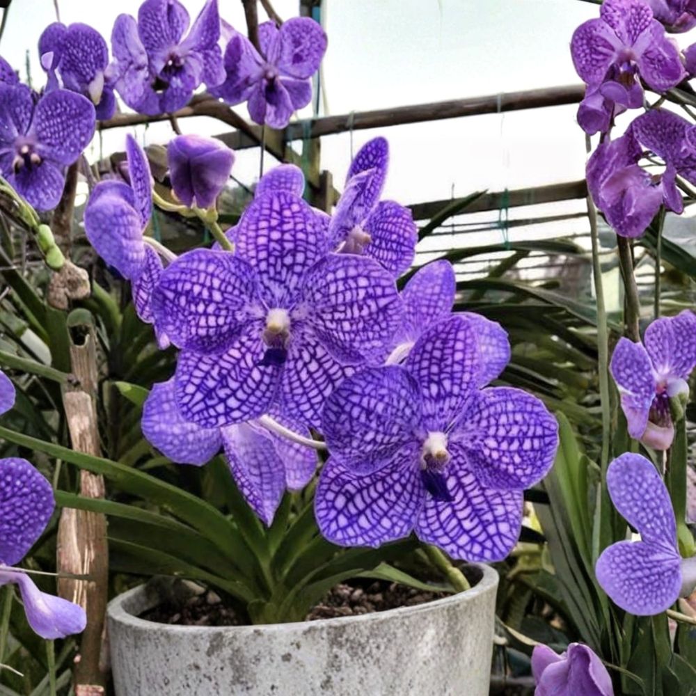 Vanda Chulee Blue – Live Orchid Plant | Young Rooted 3 Inch Pot | Rare Tropical Orchid