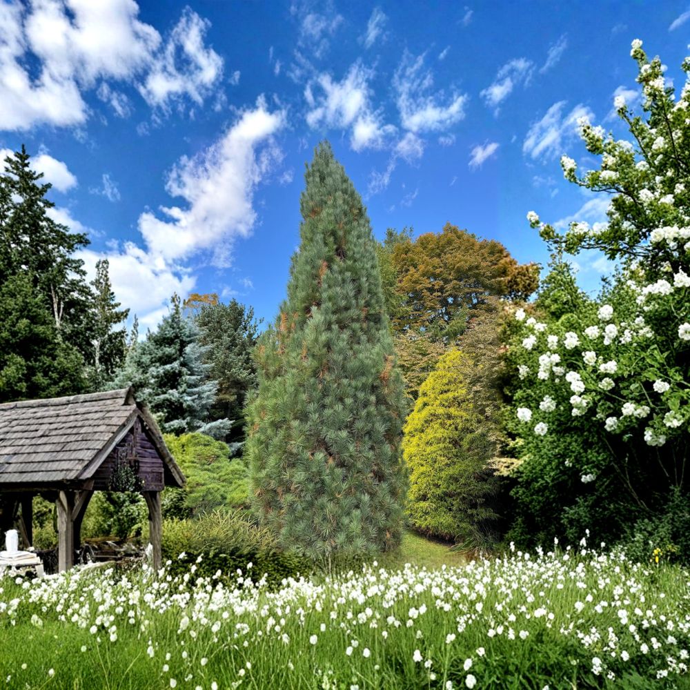 Stowe Pillar Eastern White Pine – Live Evergreen Conifer | 12 Inch Tall Plant | 1 Gallon Pot | Pinus strobus Narrow Columnar Pine
