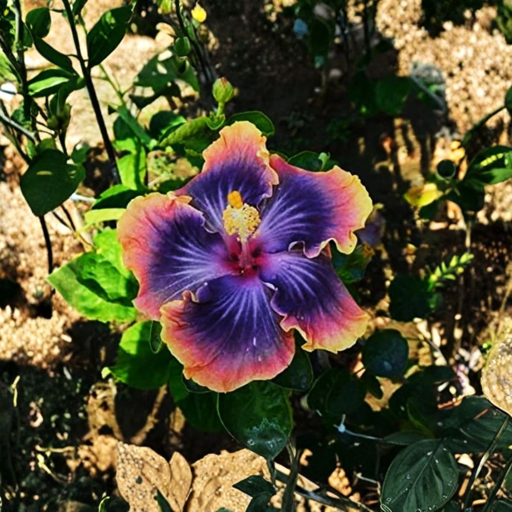 Madagascar Hibiscus – Hibiscus moscheutos Fresh Cuttings | Set of 7 | 5–7 Inches Long | Hardy Rose Mallow | Easy to Grow