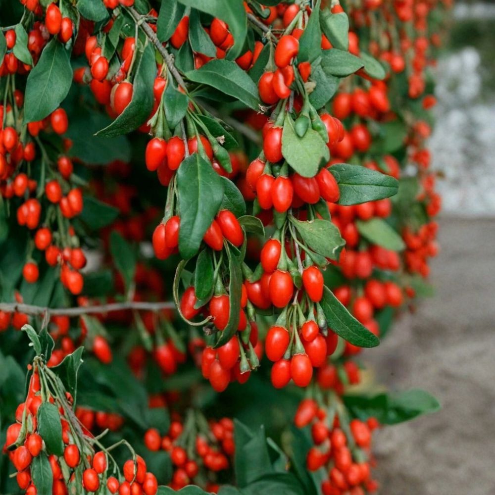 Goji Berry Plant – Lycium barbarum Live Mature Plant | 15+ Inches Tall | Well Rooted Semi Bare Root | Edible Superfruit Shrub | Easy to Grow