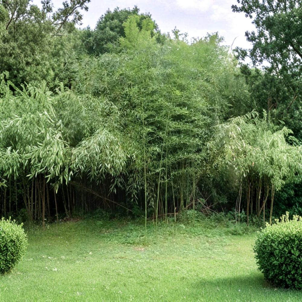 Moso Bamboo Live Bare Root | 5 Rhizomes + 2 Free | Fast Growing Privacy Bamboo | Hardy Outdoor Plant | Easy to Grow