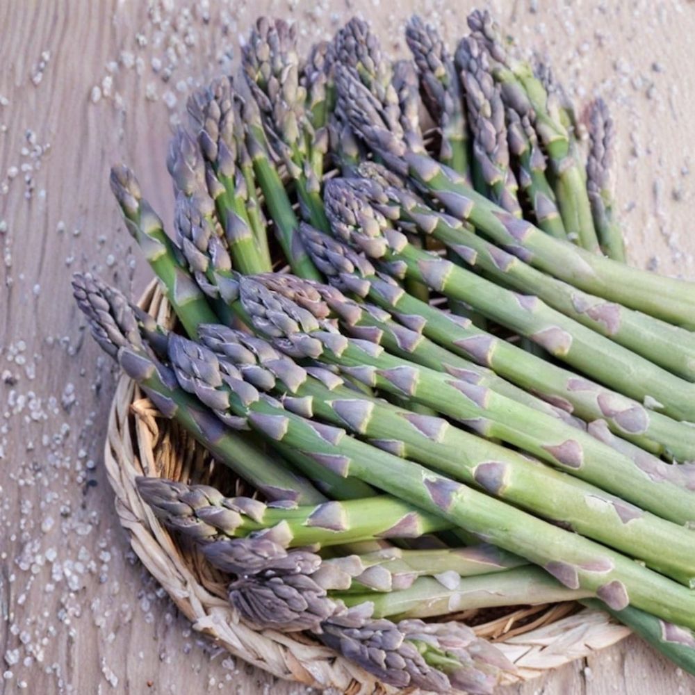 20 Millennium Asparagus Roots – Asparagus officinalis Bare Roots | All-Male Hybrid | High-Yield Perennial Vegetable | Cold Hardy | Ready to Plant