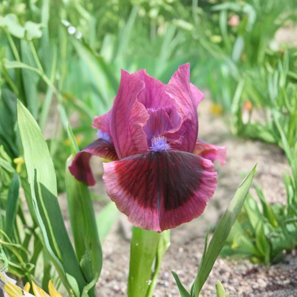 Cat’s Eye Bearded Iris – 3 Live Rhizomes | Rose Red Iris Flowers | #1 Grade Perennial Garden Plant | Hardy Spring Iris