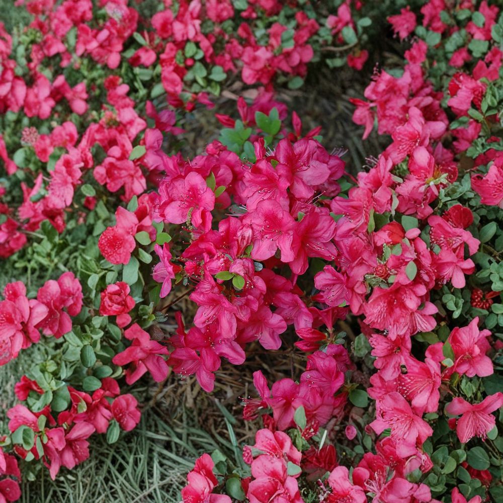 Azalea 'Mother's Day' – Live Plant | 1 Gallon Pot | Vibrant Red Spring Blooms | Evergreen Azalea | Compact Flowering Shrub