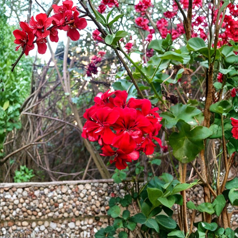 Vivid Red Ivy Geranium Live Cuttings – 3 Pack | Pelargonium peltatum | 6+ Inches Long | Trailing Geranium Starter | Deep Red Flowers | Patio & Hanging Basket Plant
