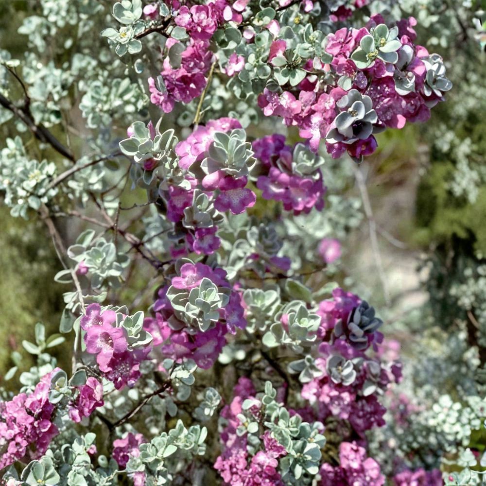 Texas Green Cloud Sage – Leucophyllum frutescens ‘Green Cloud’ Live Plant | Fully Rooted 1 Gallon | Pink Flowers | Drought Tolerant Shrub