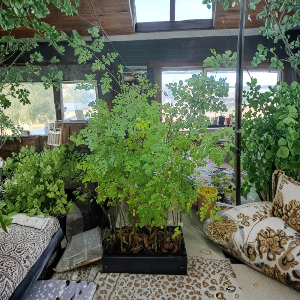Moringa Tree – Moringa oleifera Live Plant | Approximately 4 Feet Tall | Established Drumstick Tree | Tropical Edible Tree | Full Sun | Container & Garden Friendly