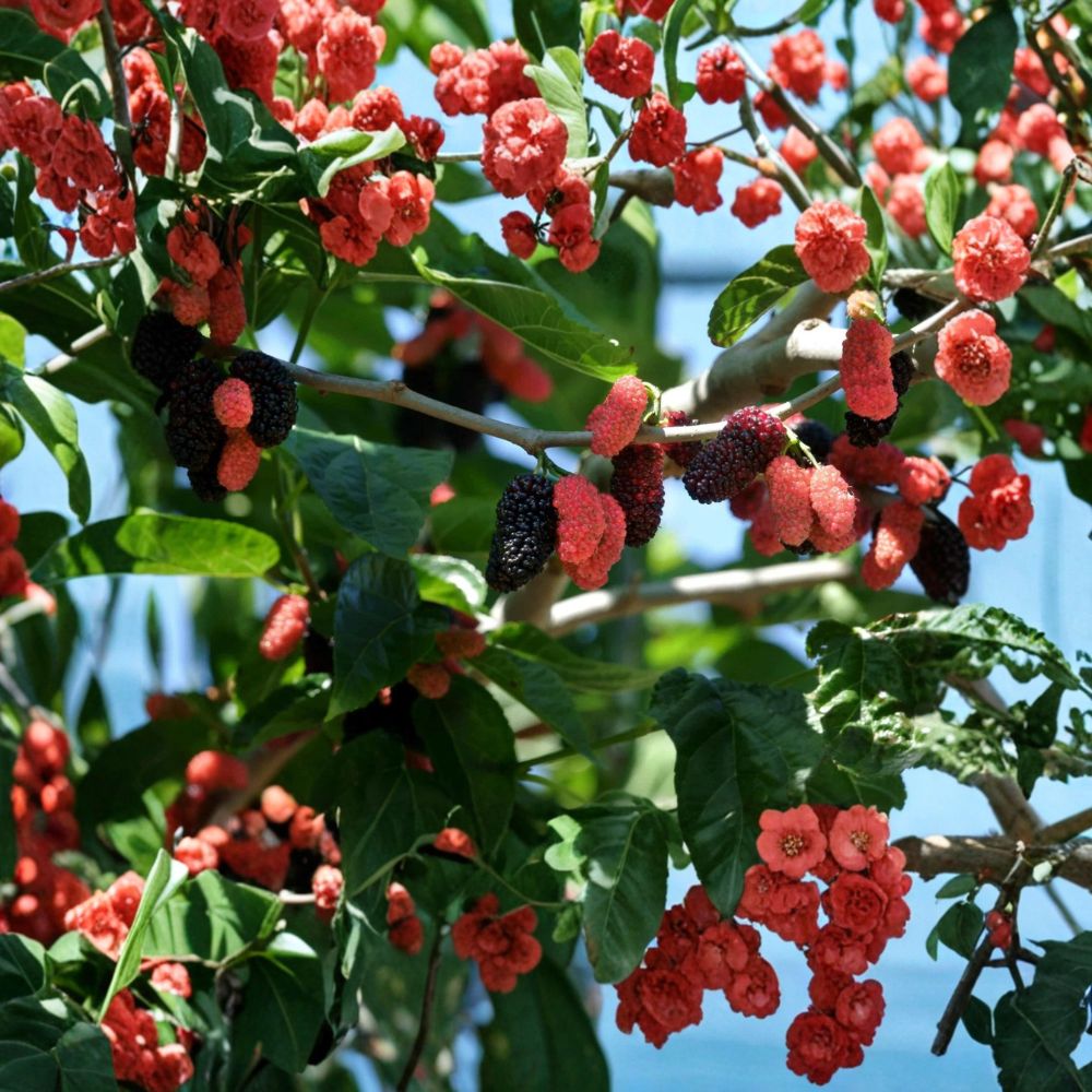Dwarf Everbearing Mulberry – 2 Live Plants | 3–15 Inches Tall | Fruit Tree Starter | Fast Growing | Free Shipping