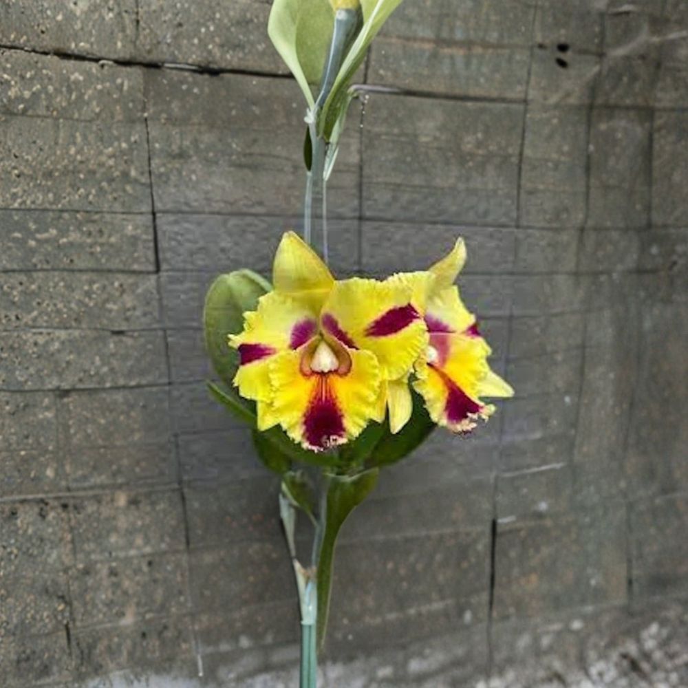 Cattleya Rlc Thaksina Candy No. 2 Live Orchid Plant | Fragrant Yellow & Red Blooms | Potted Orchid | Exotic Flowering Houseplant