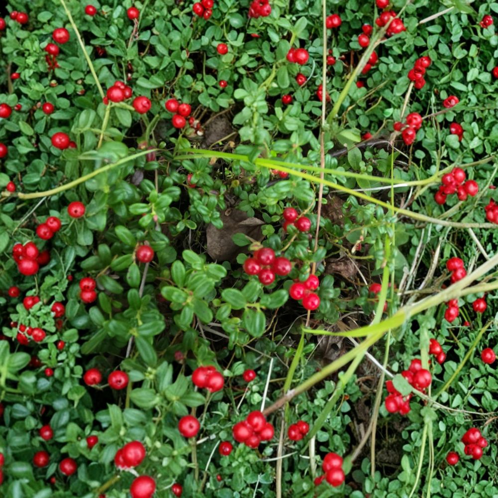 Vaccinium vitis-idaea – Lingonberry Live Rhizomes | Set of 5 Bare Root Rhizomes | Wild Harvested Cold Hardy Berry Plant | Woodland & Acid Soil Friendly | Unique Native Edible