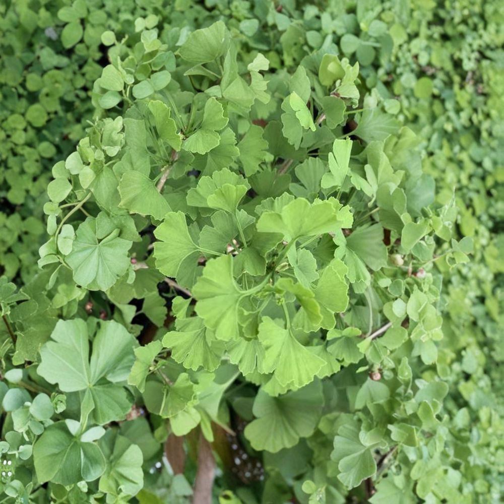 Folkert’s Select Ginkgo – Live Ginkgo Tree | 12 Inch Tall Plant | 1 Year Graft | Upright Ginkgo biloba Selection