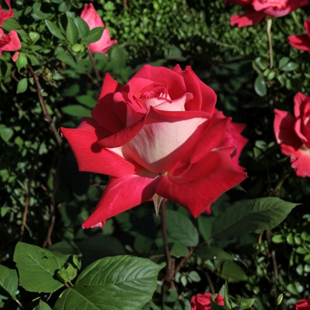 Love Grandiflora Rose Live Plant – 5 Gallon Size | Ruby Red & White Fragrant Rose Bush | Elegant Repeat Blooming Rose | Garden & Landscape Favorite | Includes Rooted Live Plant
