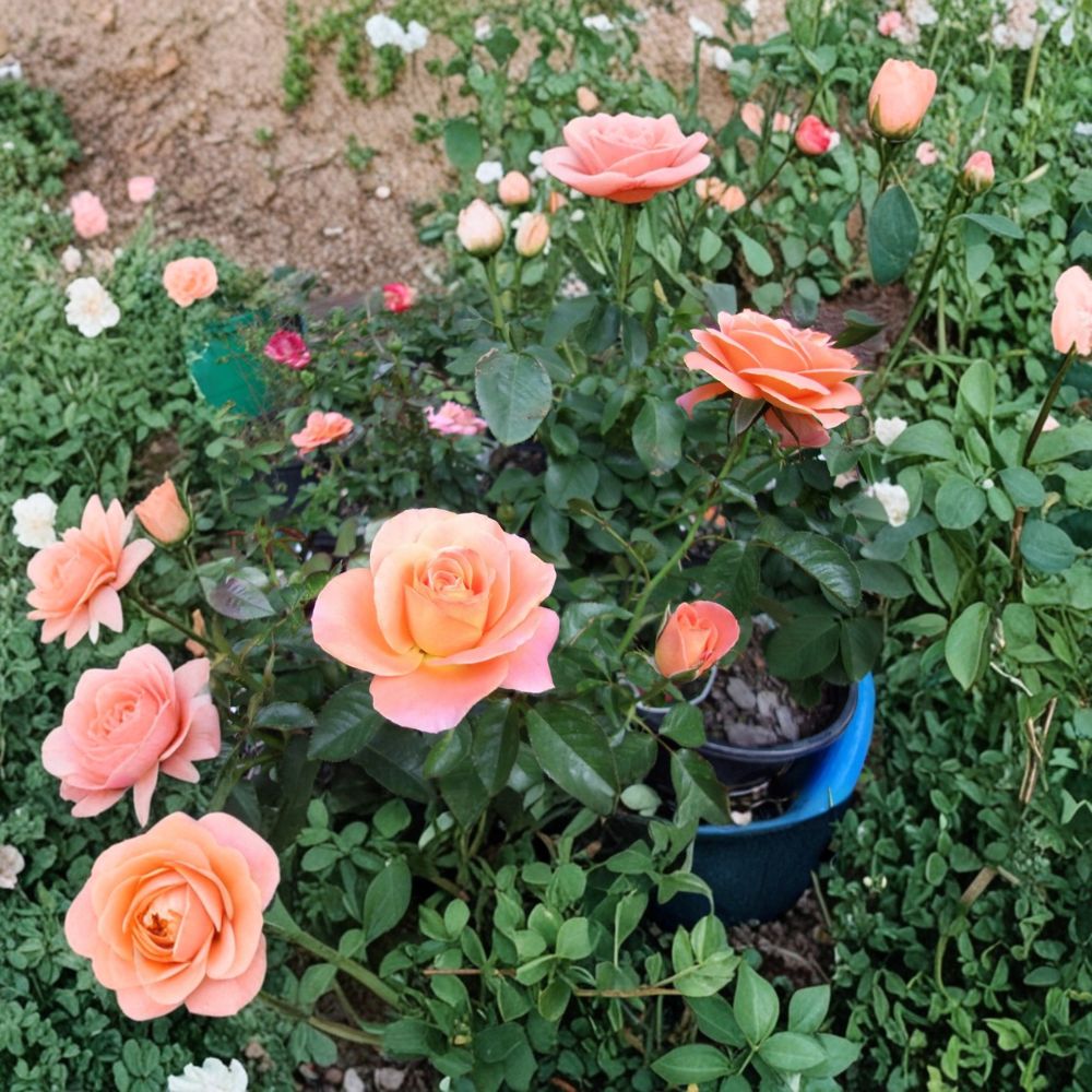 New Year Grandiflora Rose – Live Orange Rose Bush | 1 Gallon Plant | Vibrant Grandiflora Rose | Full Sun Garden Shrub | Repeat Blooming Rose