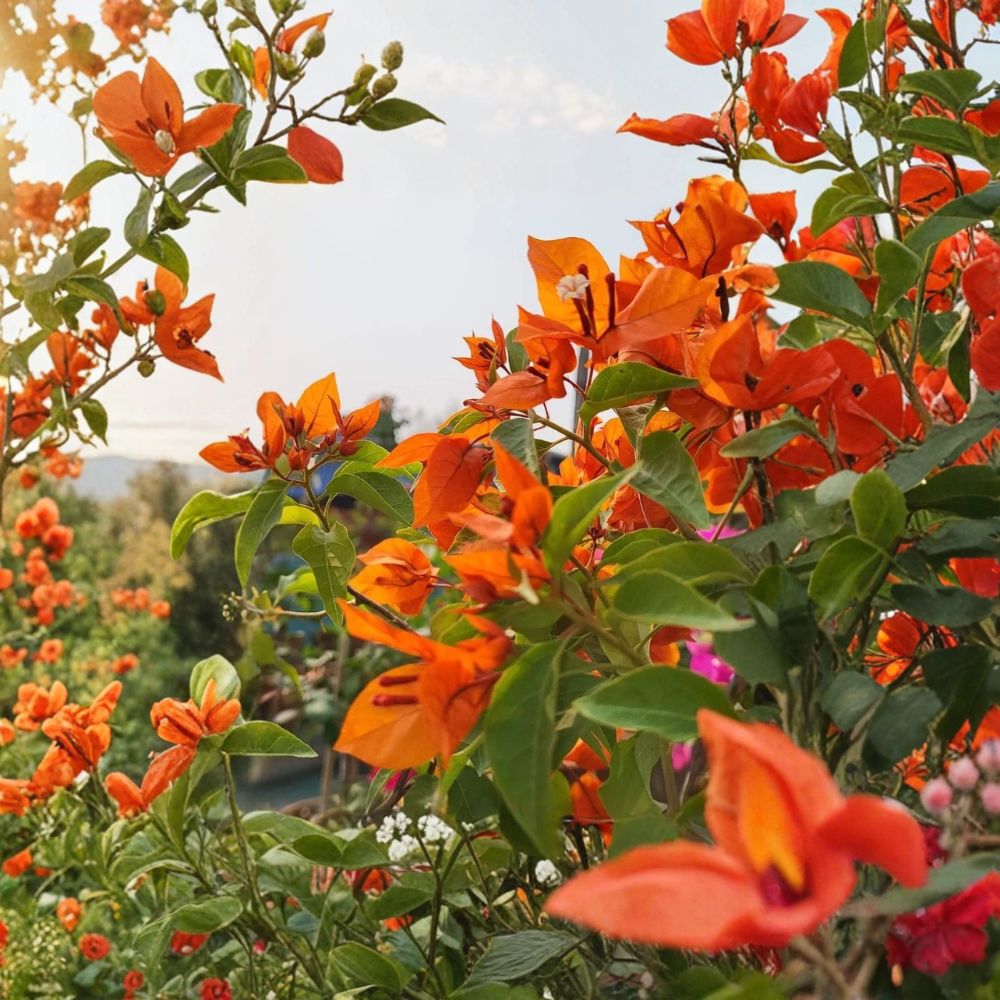 Fire Opal Bougainvillea Live Plants – 3 Pack | 4–6 Inches Tall | Rooted in Soil | No Pot | Red-Orange Flowering Tropical Vine | Zones 9–11