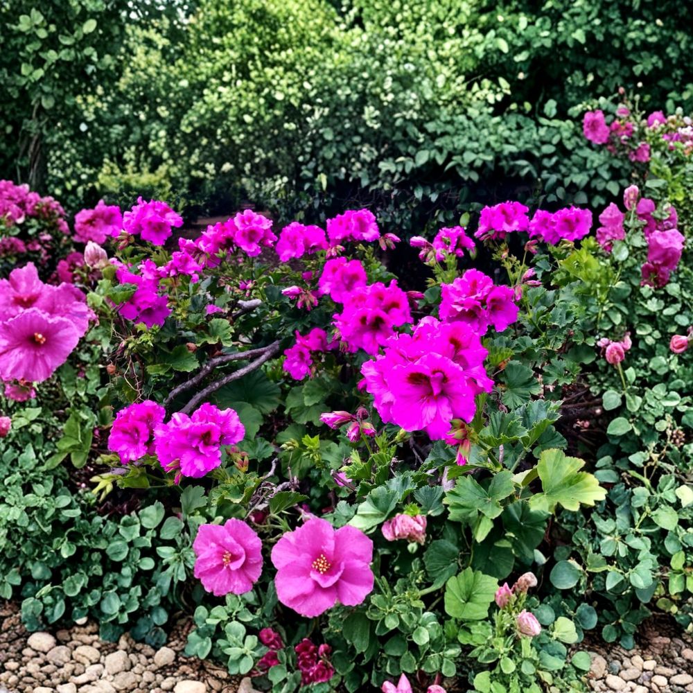 Purple Regal Geranium – Pelargonium Live Cutting | 6–8 Inches Long | Lavender Purple Blooms | Easy to Root