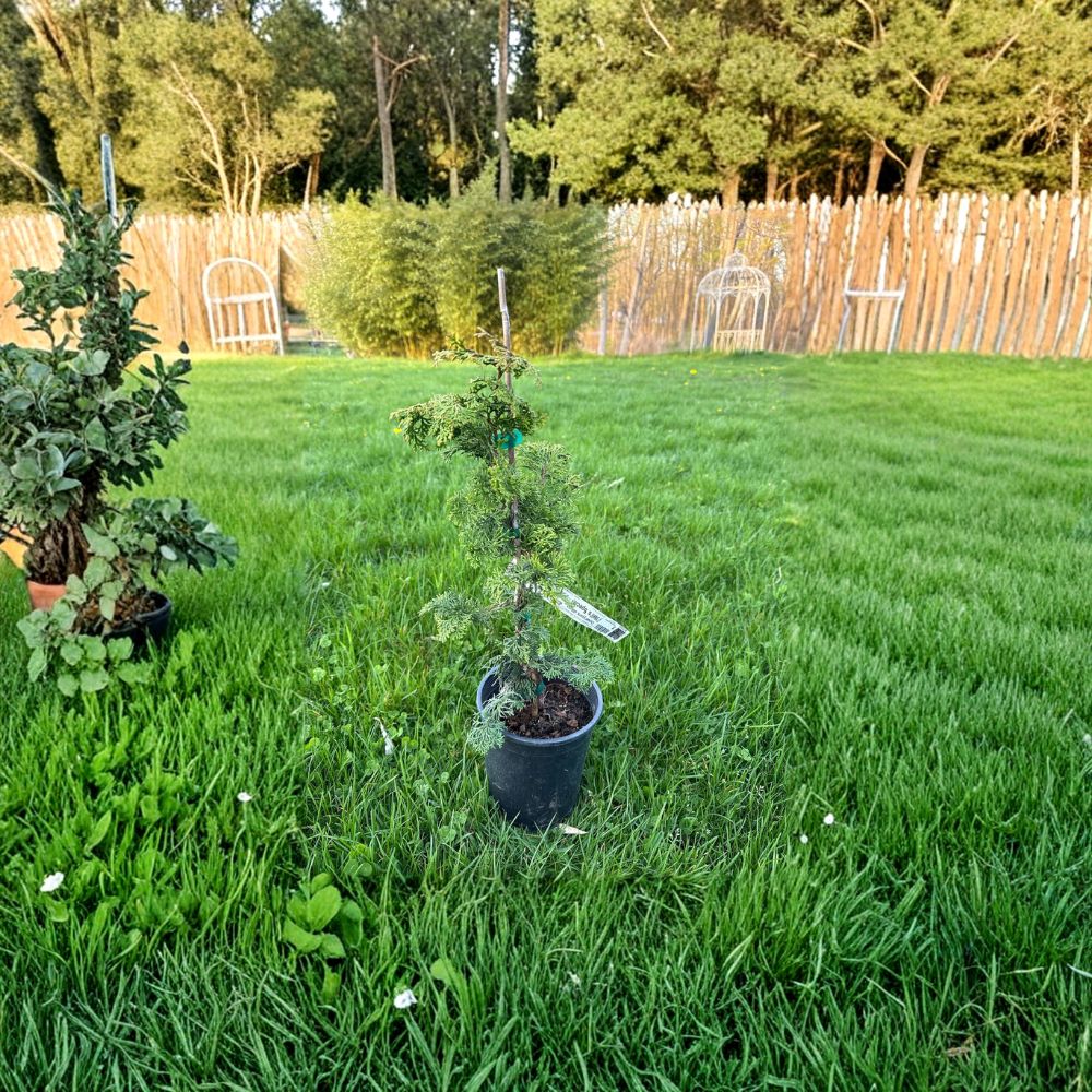 Chamaecyparis obtusa 'Well's Special' – Hinoki Cypress Live Plant | 10 Inches Tall | Includes 1 Gallon Pot | Dwarf Evergreen Conifer | Compact Landscape Accent