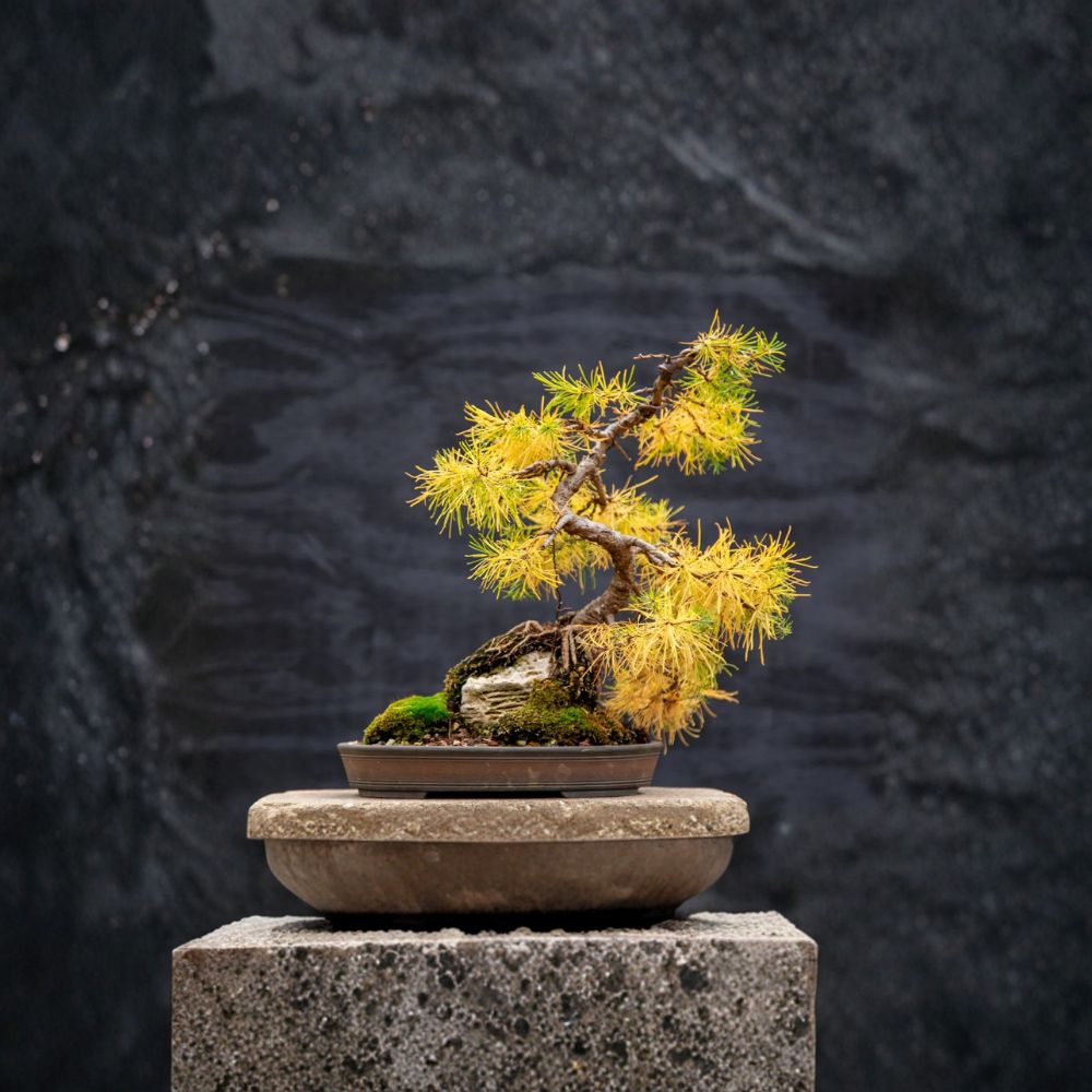 Larch Tree Mixed Types – Larix spp. Seeds | 10 Wild Harvested Seeds | Alaska-Collected Deciduous Conifer | Landscape & Bonsai Friendly | Easy to Grow