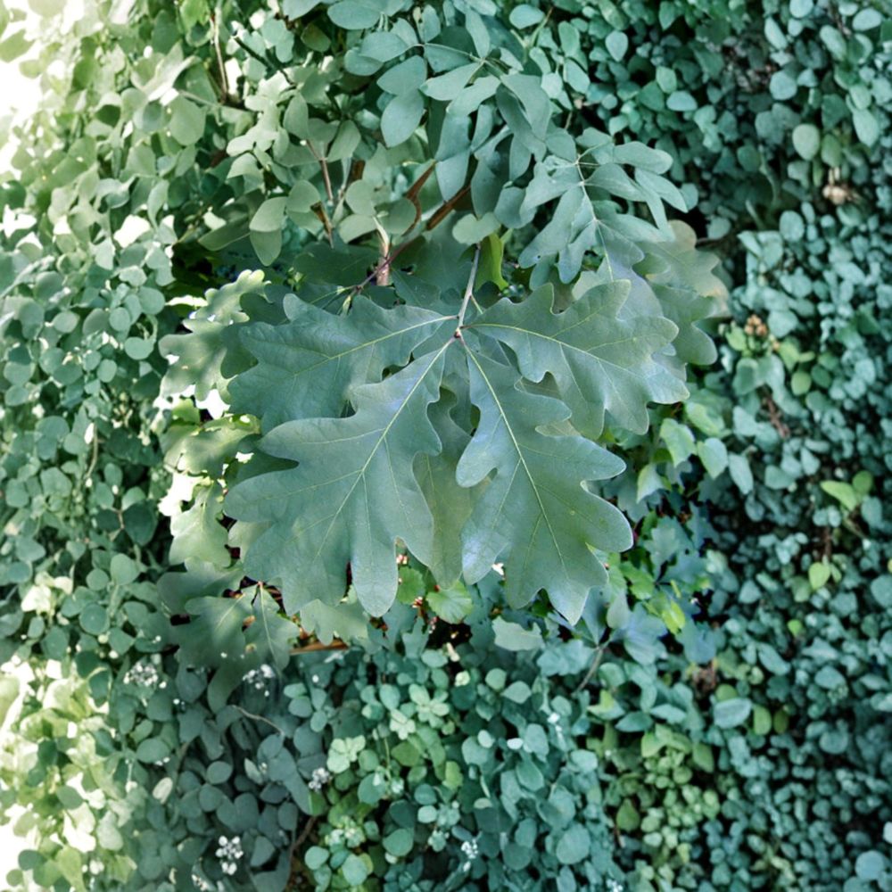 White Oak Tree – Live Native Shade Tree | 2 Gallon Pot | Quercus alba | Long-Lived Wildlife Tree