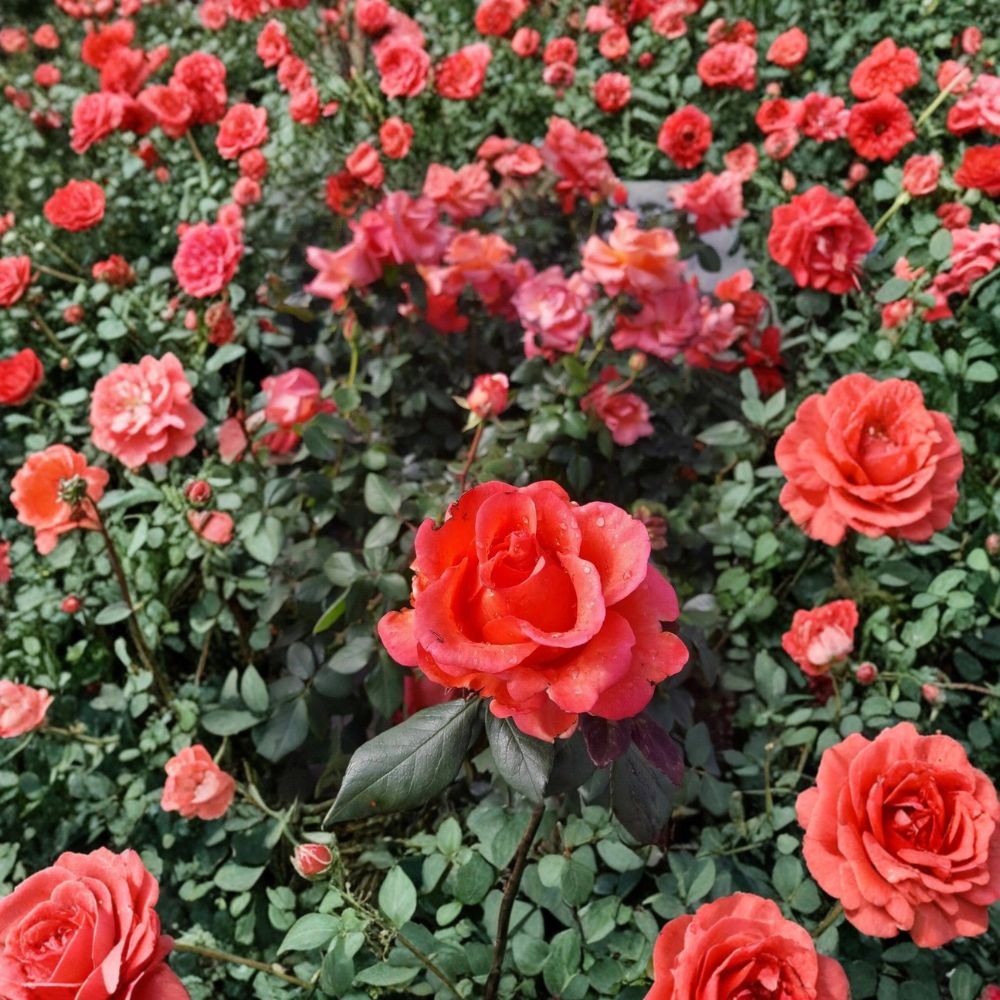 Ring of Fire Hybrid Tea Rose Live Plant – 2 Gallon Size | Vibrant Multicolor Rose Bush | Repeat Blooming Garden Rose | Landscape & Cut Flower Favorite | Includes Rooted Live Plant