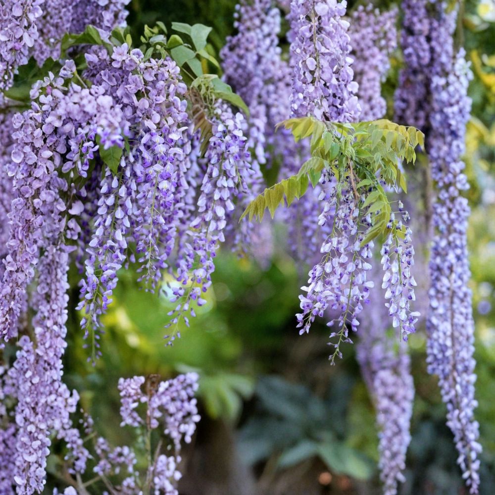 Purple Chinese Wisteria – Live Starter Plant | Fast Growing Flowering Vine | Purple Blooms | Easy to Grow
