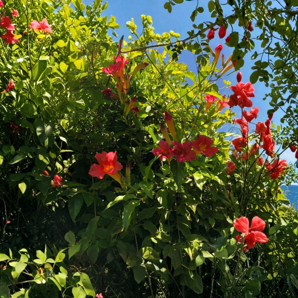 Scarlet Trumpet Vine – Amphilophium buccinatorium | 15+ Live Cuttings | Organic Tropical Flowering Vine | Hummingbird & Butterfly Plant