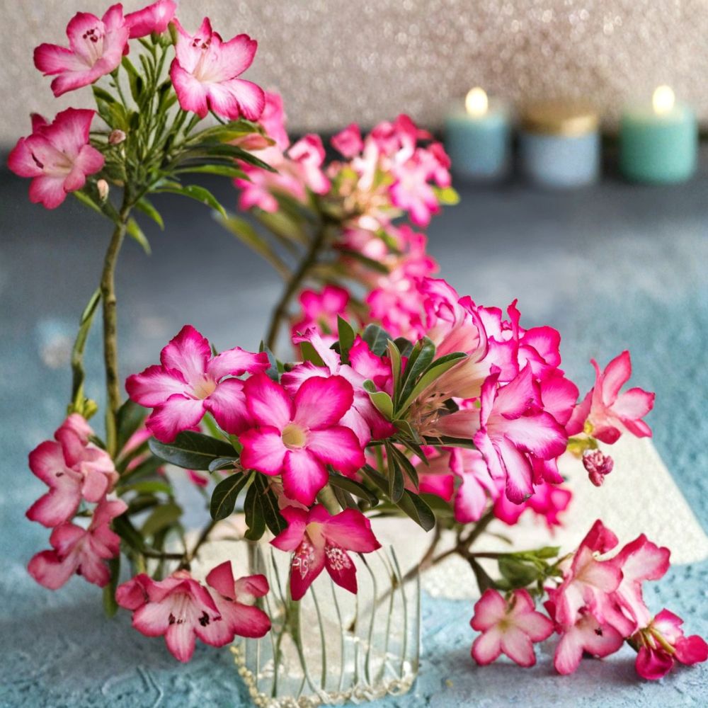 Pink Desert Rose Live Plant – Adenium obesum | 4–6 Inches Tall | Bare Root Succulent | Flowering Caudex Plant